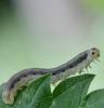 Macrophya sp.